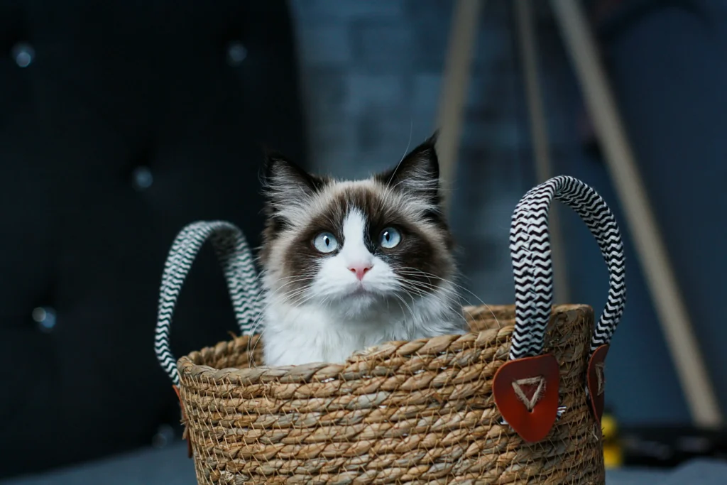 Are Ragdoll Cats Hypoallergenic?