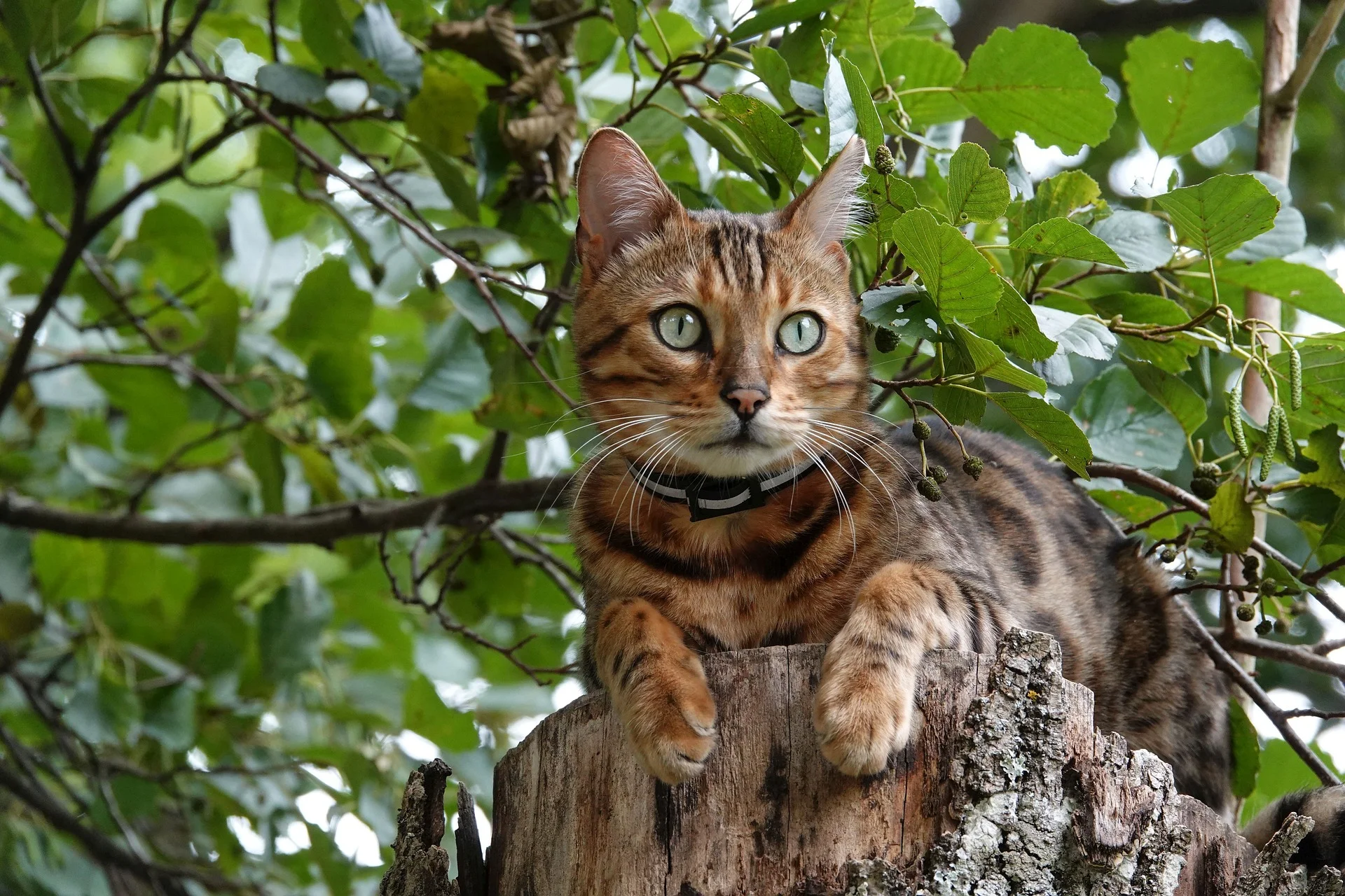 Snow Bengal Cat