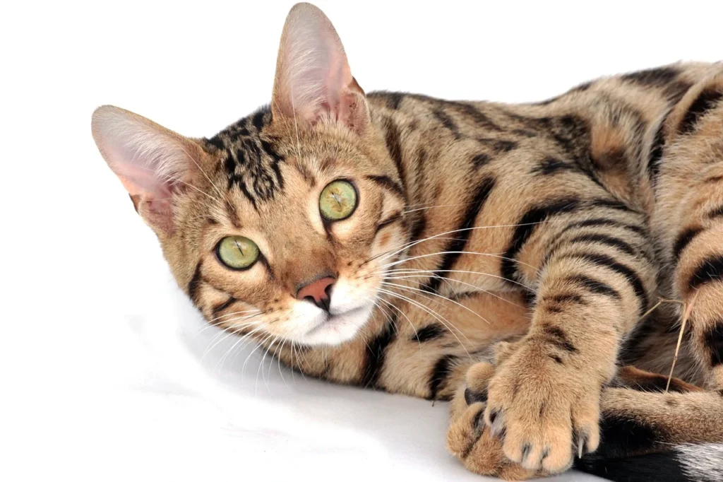 Silver Bengal Cat