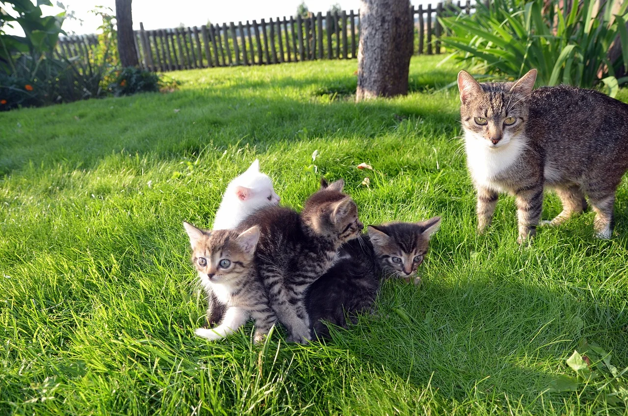  Bengal Cats