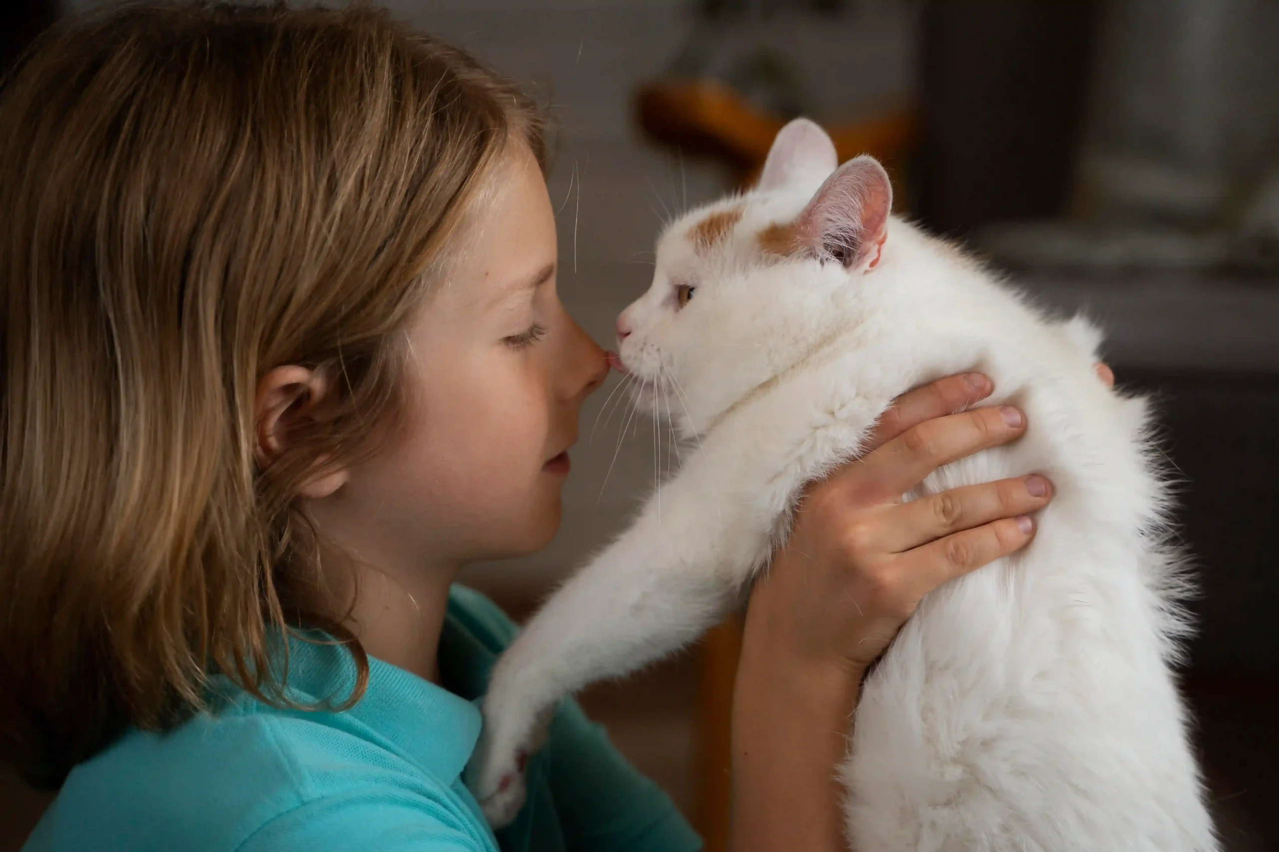 White Maine Coon Cats