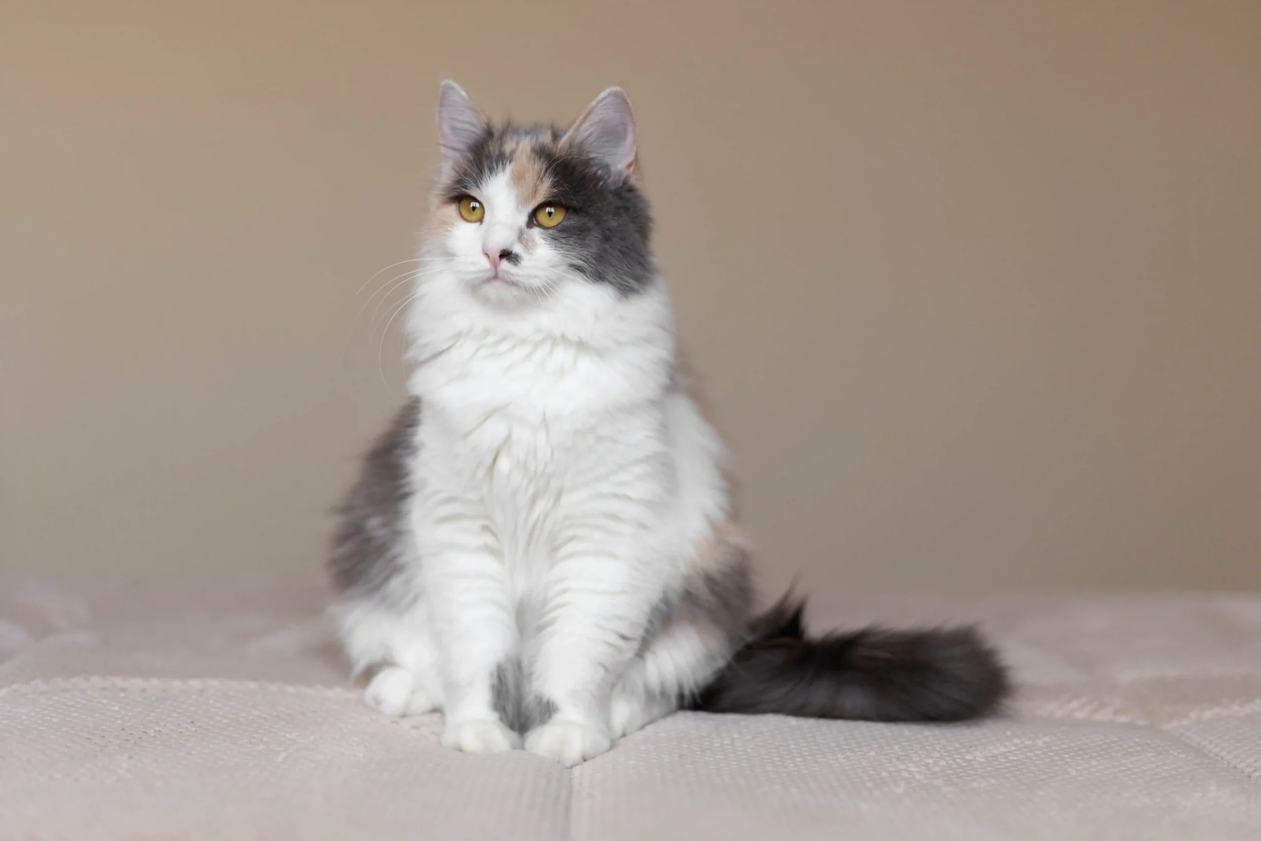 White Maine Coon Cats