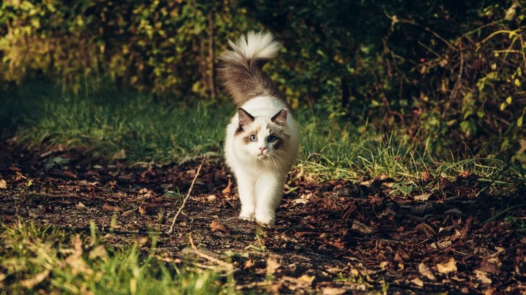 Are Ragdoll Cats Hypoallergenic?