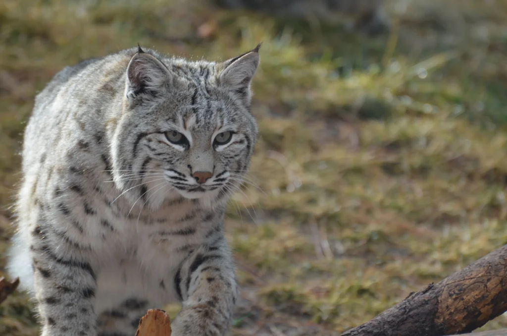 Silver Bengal Cat