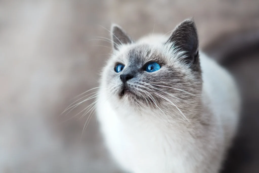 Are Ragdoll Cats Hypoallergenic?