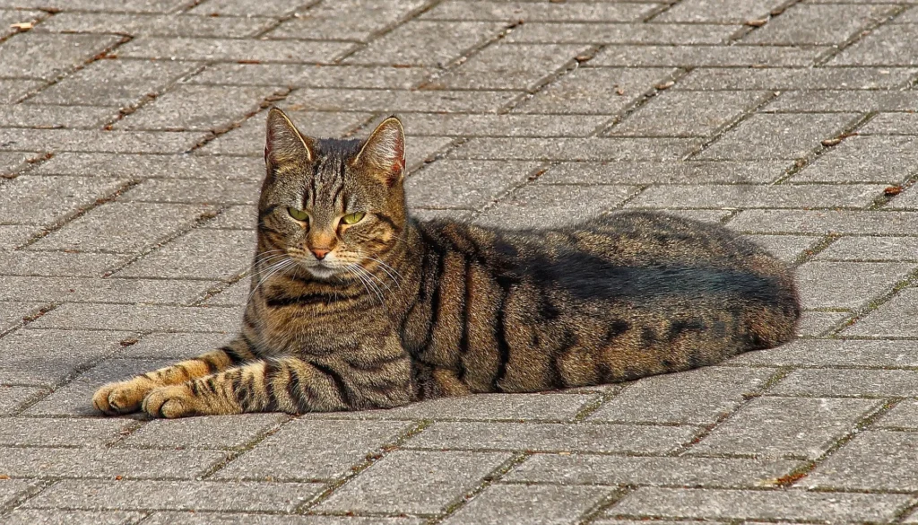 Silver Bengal Cat