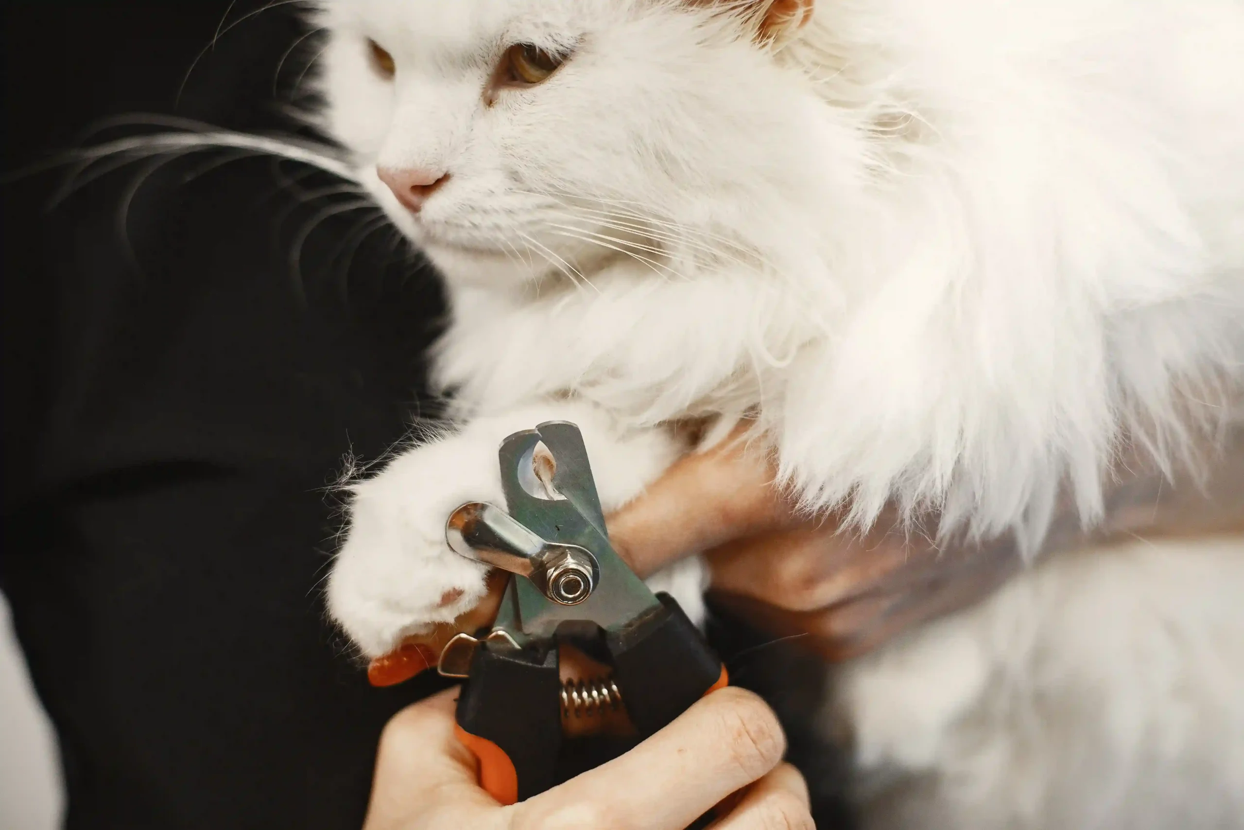 White Maine Coon Cats