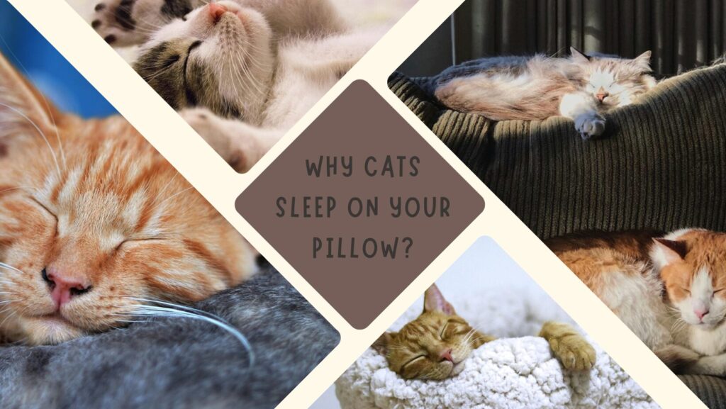 Why Cats Sleep on Your Pillow?