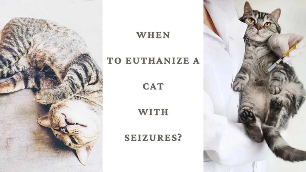 When to Euthanize a Cat with Seizures