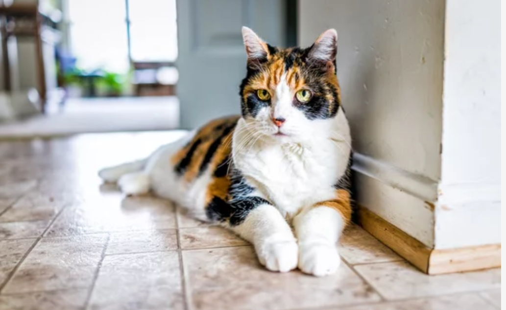 Are Calico Cats Autistic?