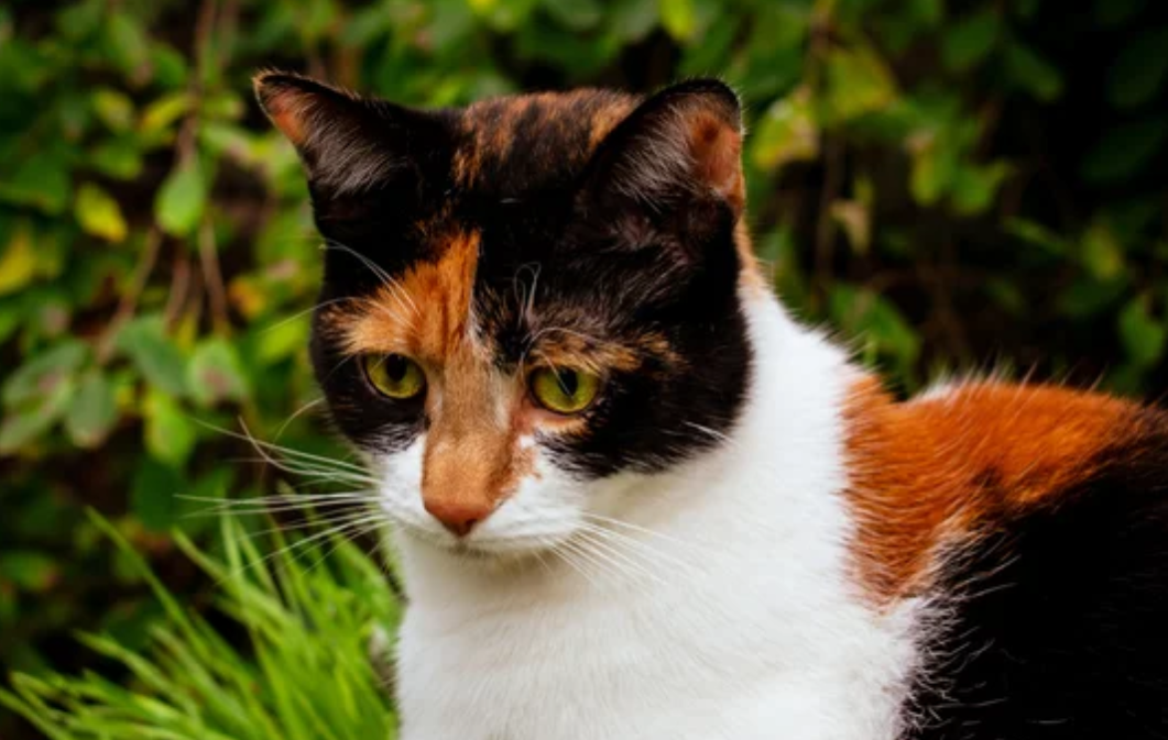 Are Calico Cats Autistic?