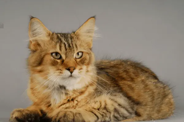 Cat Breeds With Ear Tufts