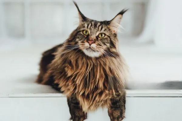 How Long Do Maine Coon Cats Live?