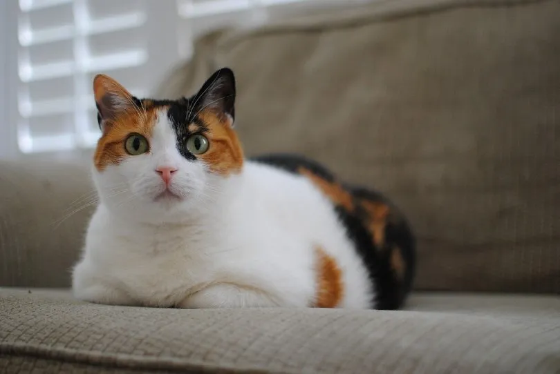 Are Calico Cats Autistic?