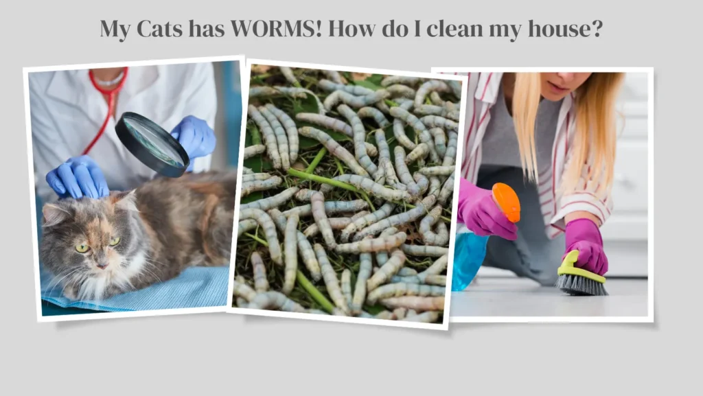 My Cat Has Worms: How Do I Clean My House?