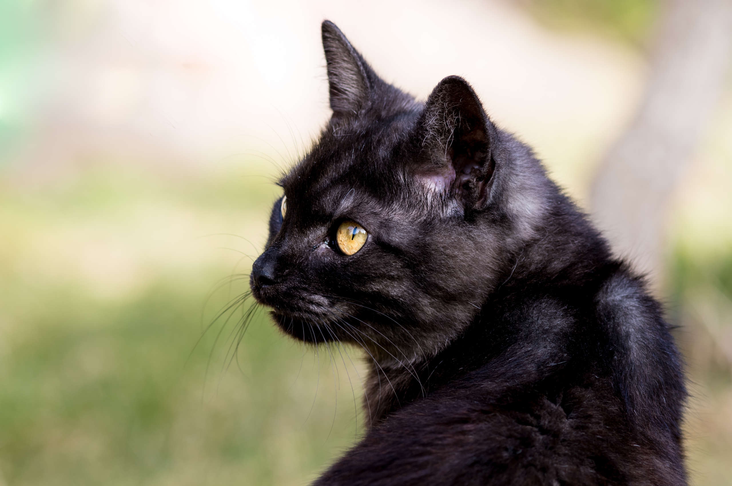 Black Savannah Cat