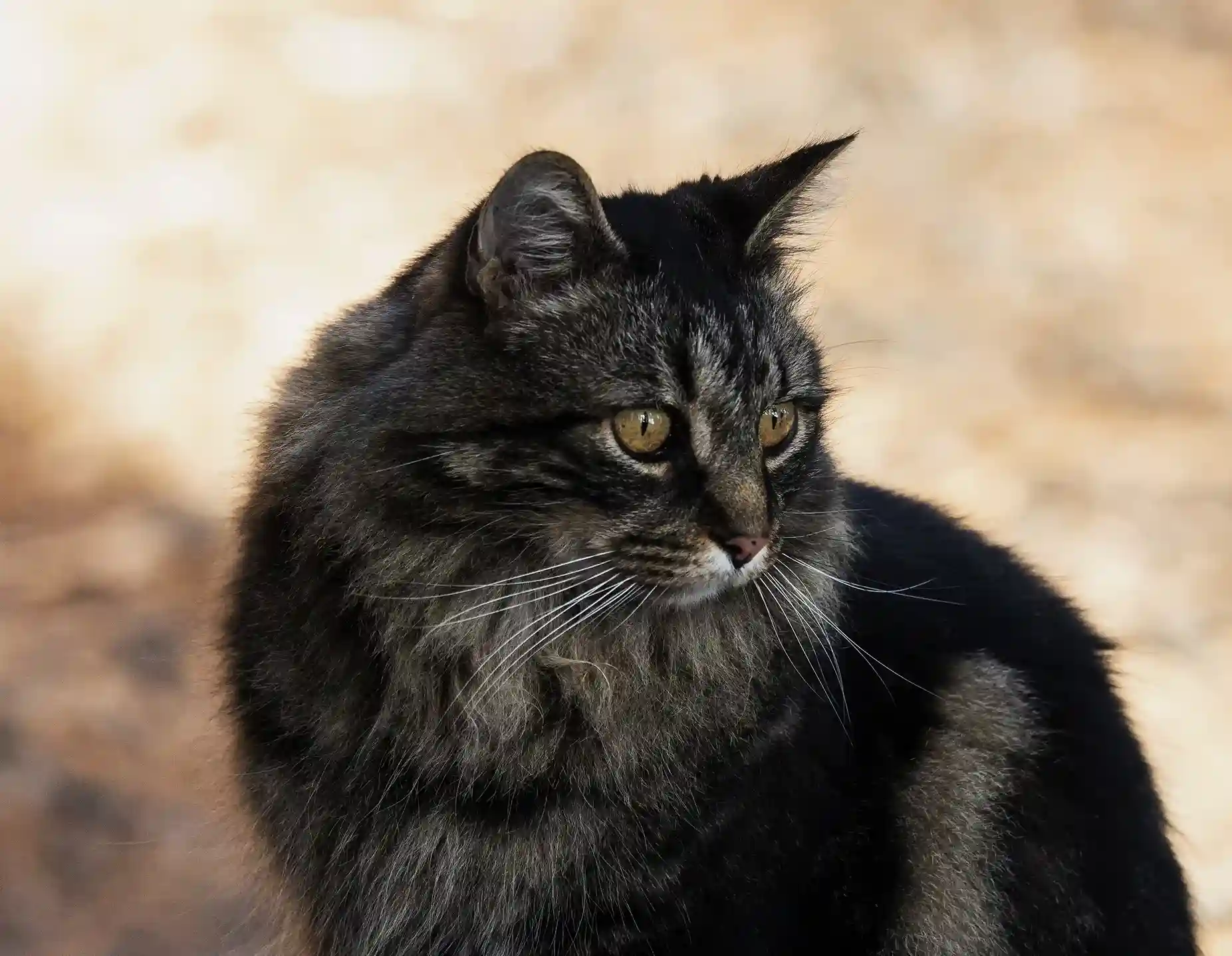 Black Maine Coon Cat