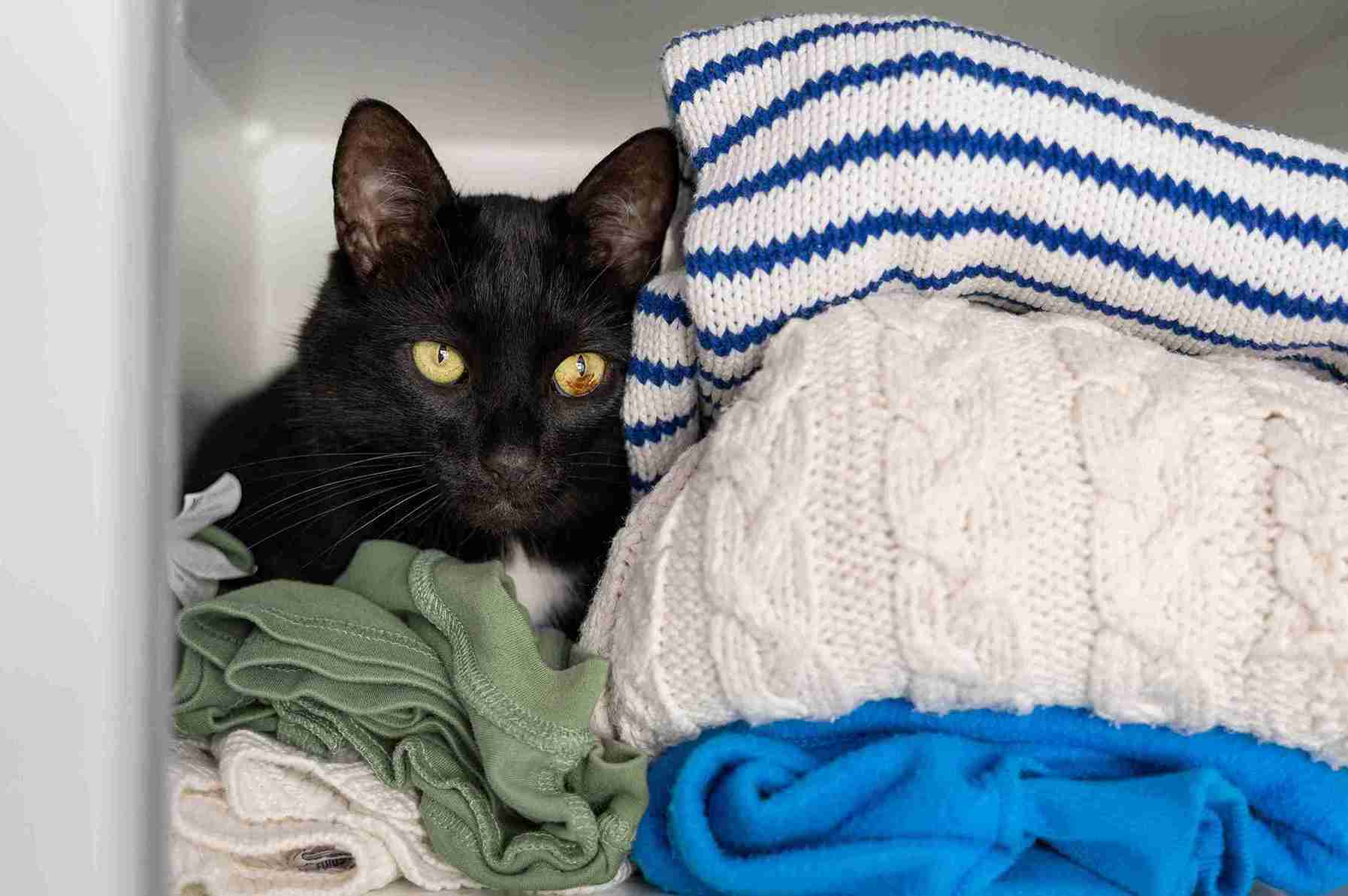 Why Did My Cat Pee on My Clothes?