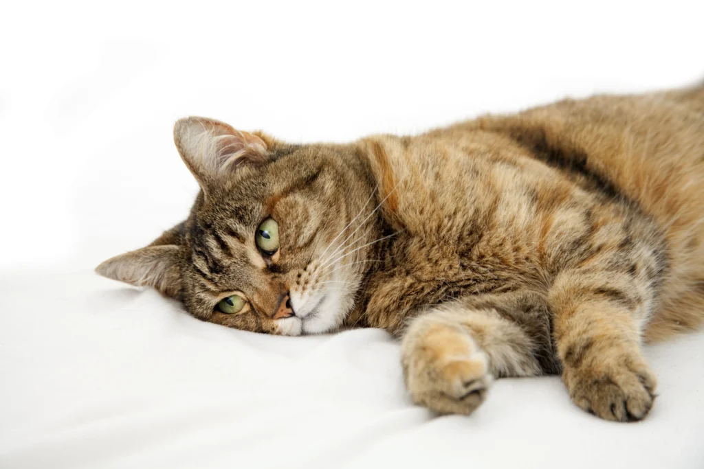 When to Euthanize a Cat with Seizures