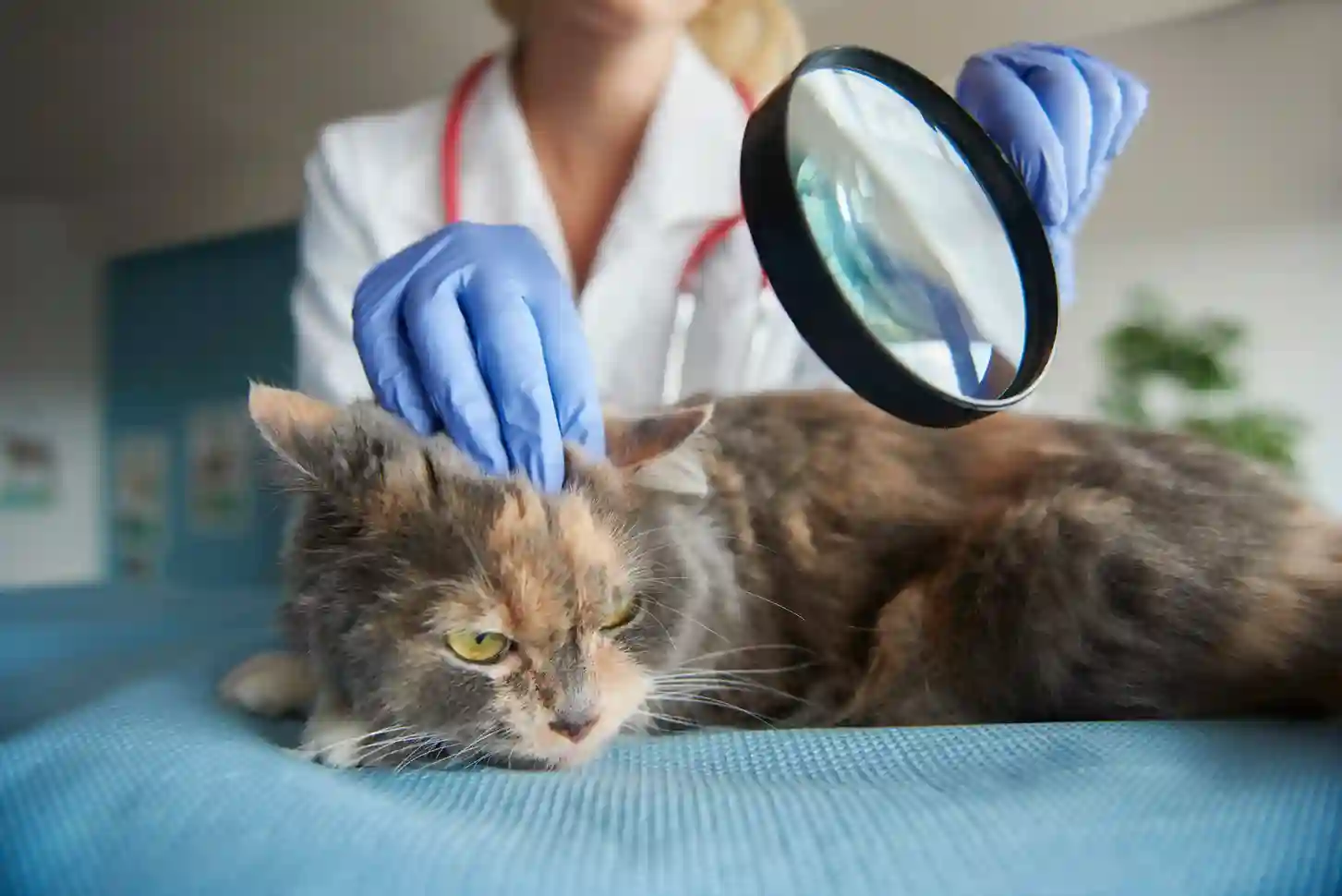 Why Your Spayed Female Cat is Yowling