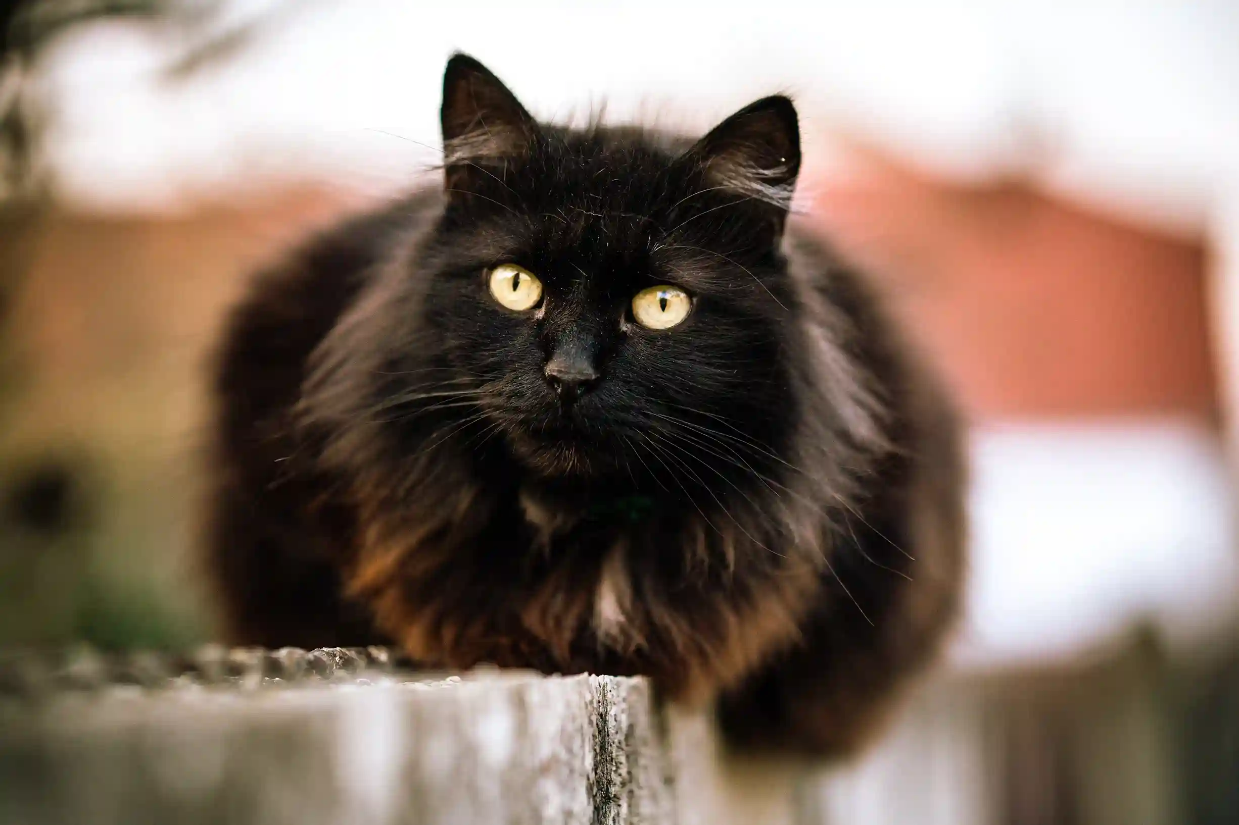 Black Maine Coon Cat