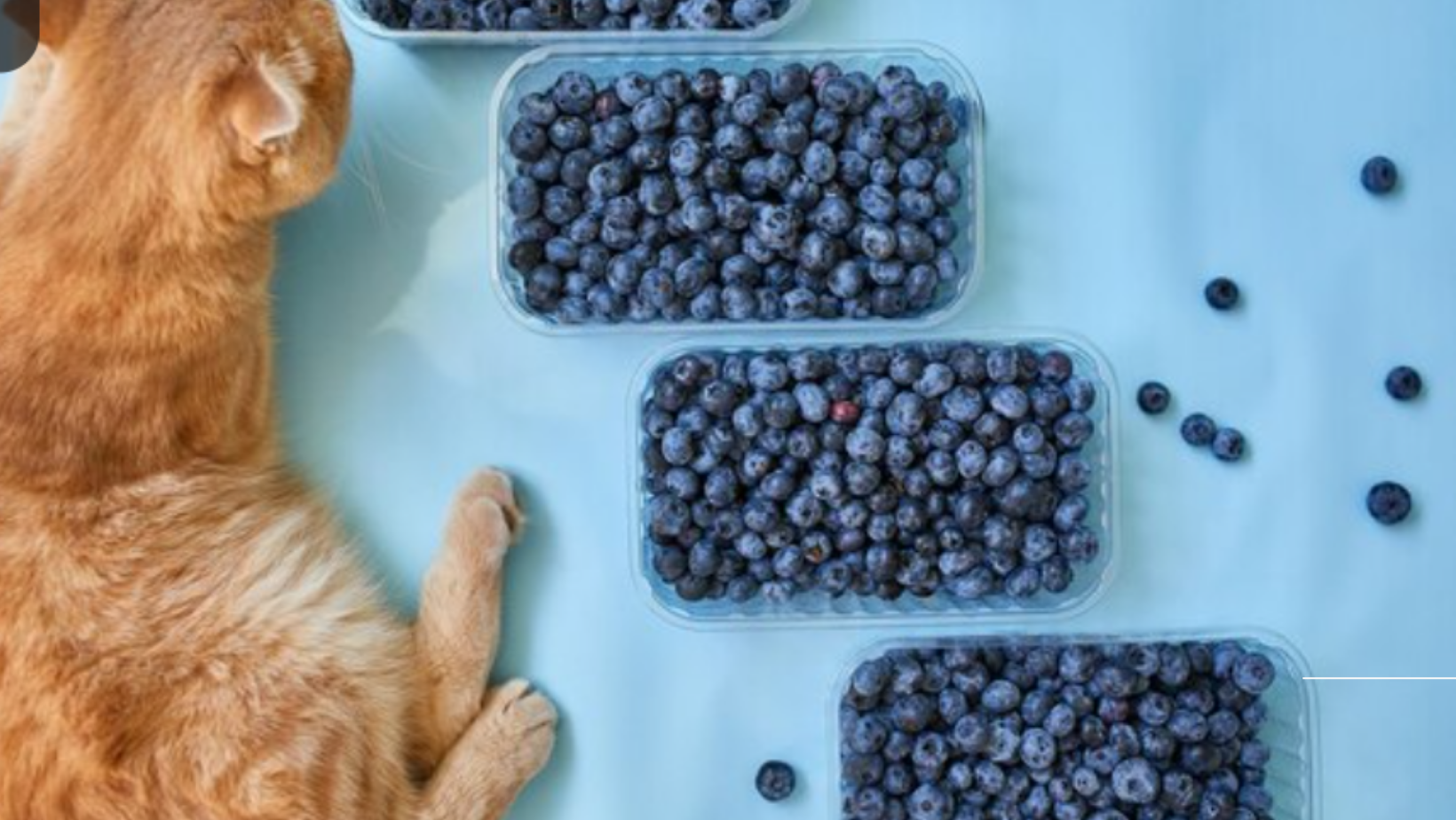 Can Cats Eat Blackberries?