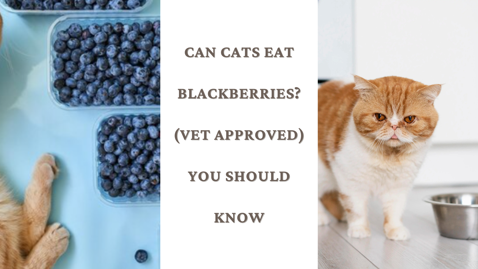 Can Cats Eat Blackberries?