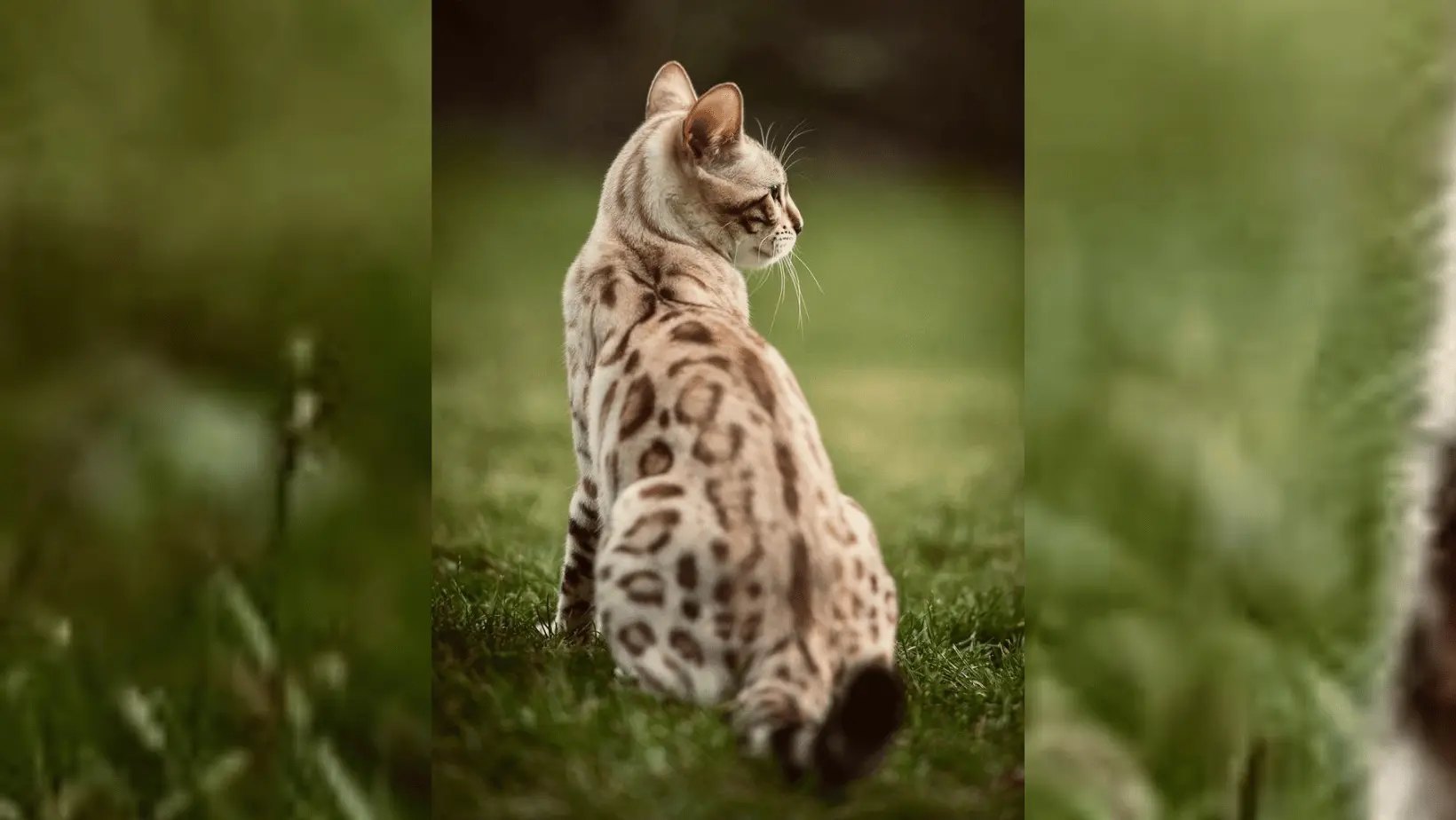 White Bengal Cat