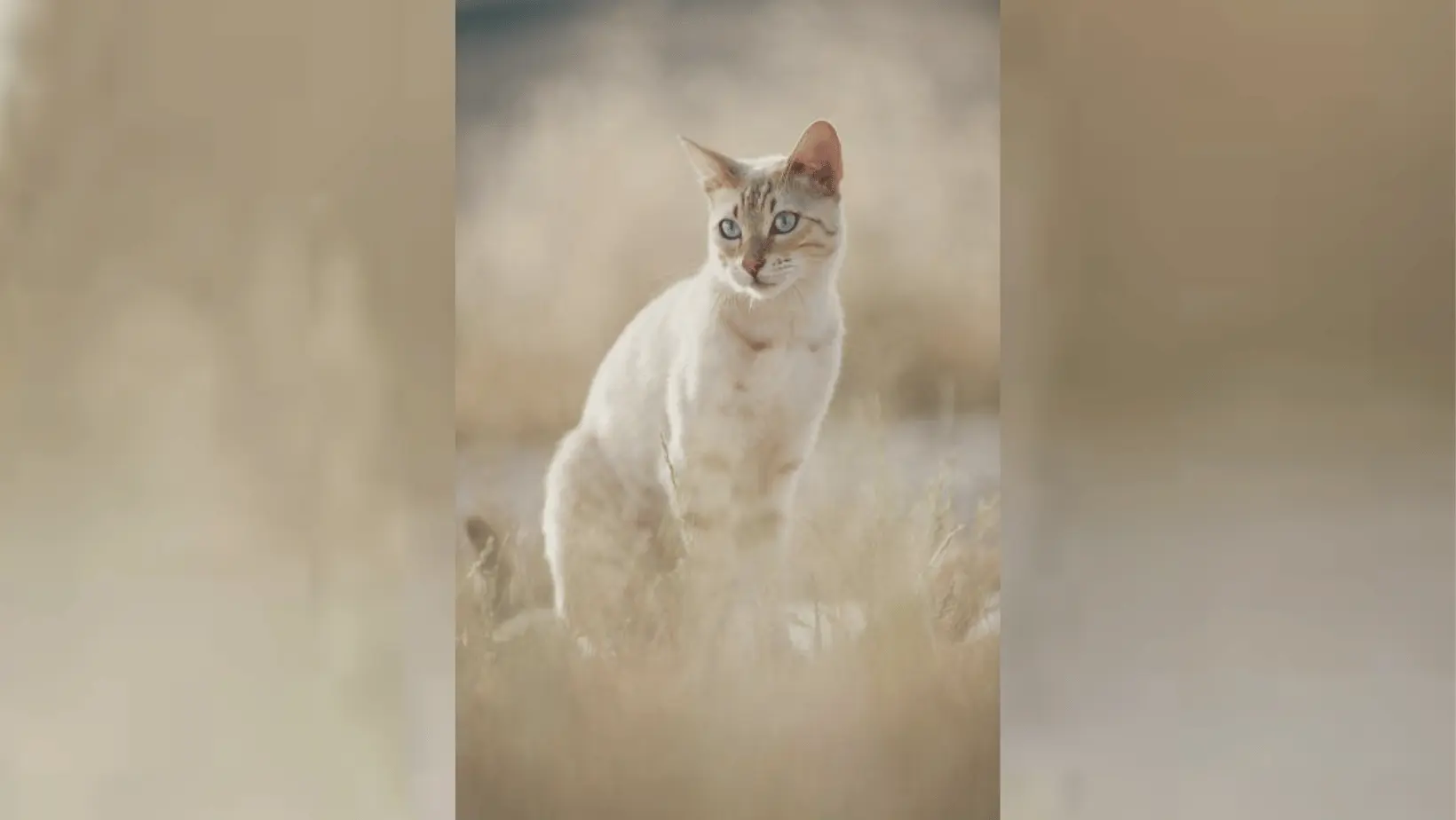 White Bengal Cat