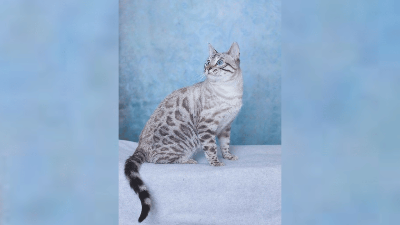 White Bengal Cat