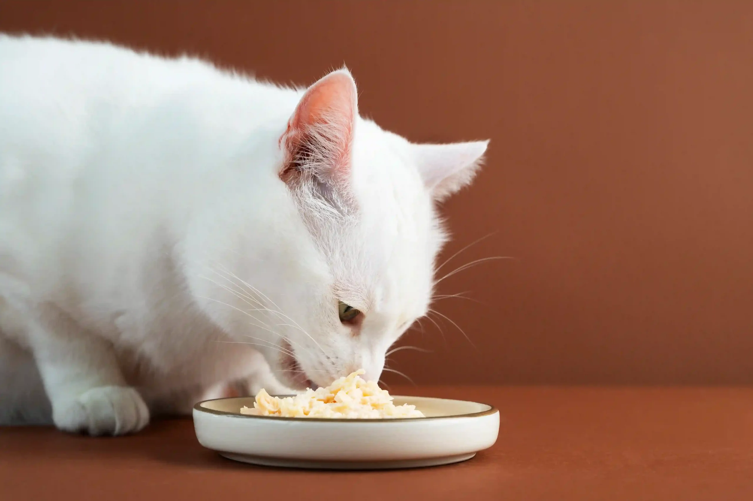 Can Cats Eat Sour Cream?