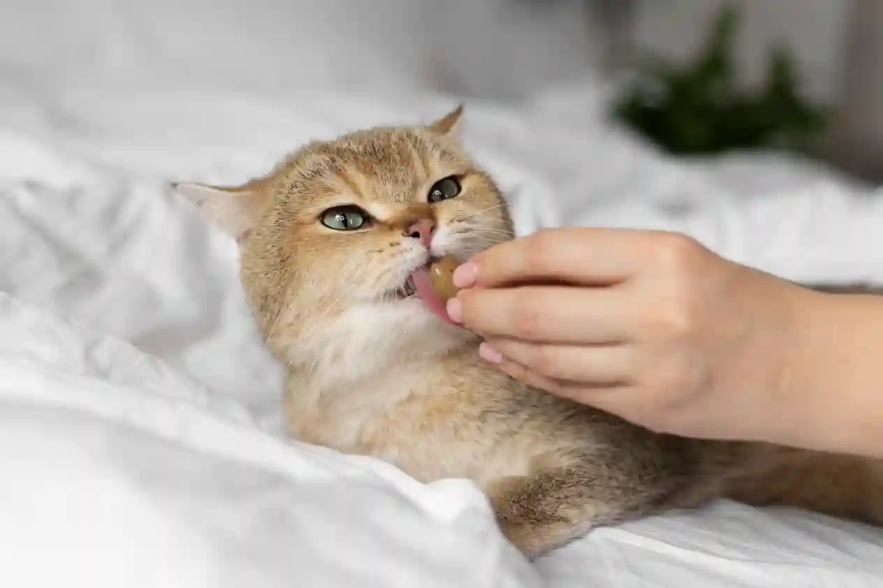 Can Cats Eat Sour Cream?