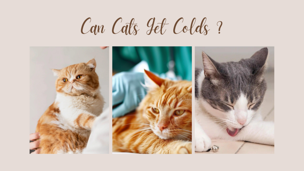 Can Cats Get Colds?