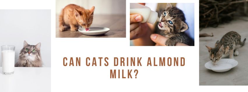 Can Cats Drink Almond Milk?