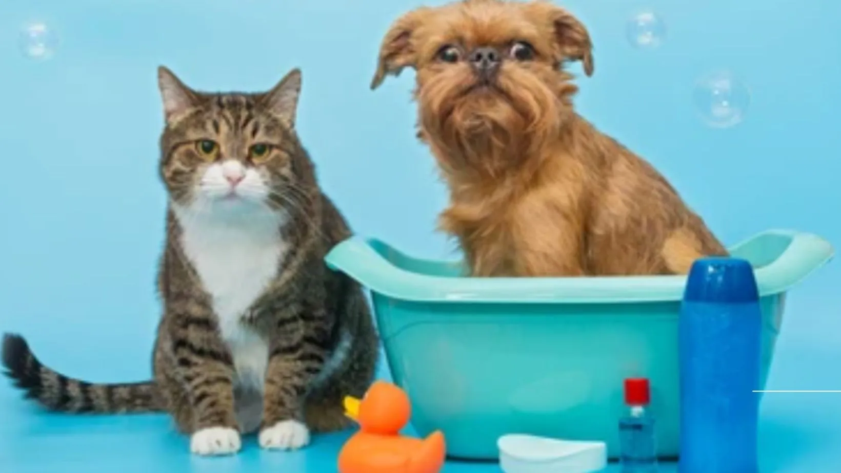 Can I Use Dog Shampoo on Cats? 