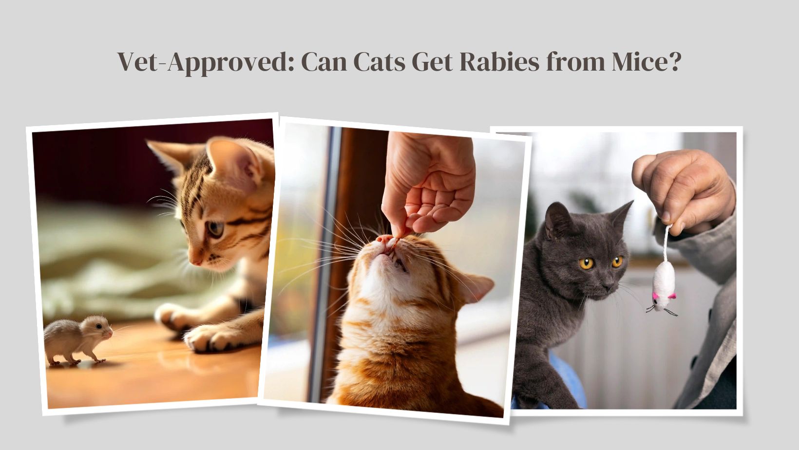 Can Cats Get Rabies from Mice?