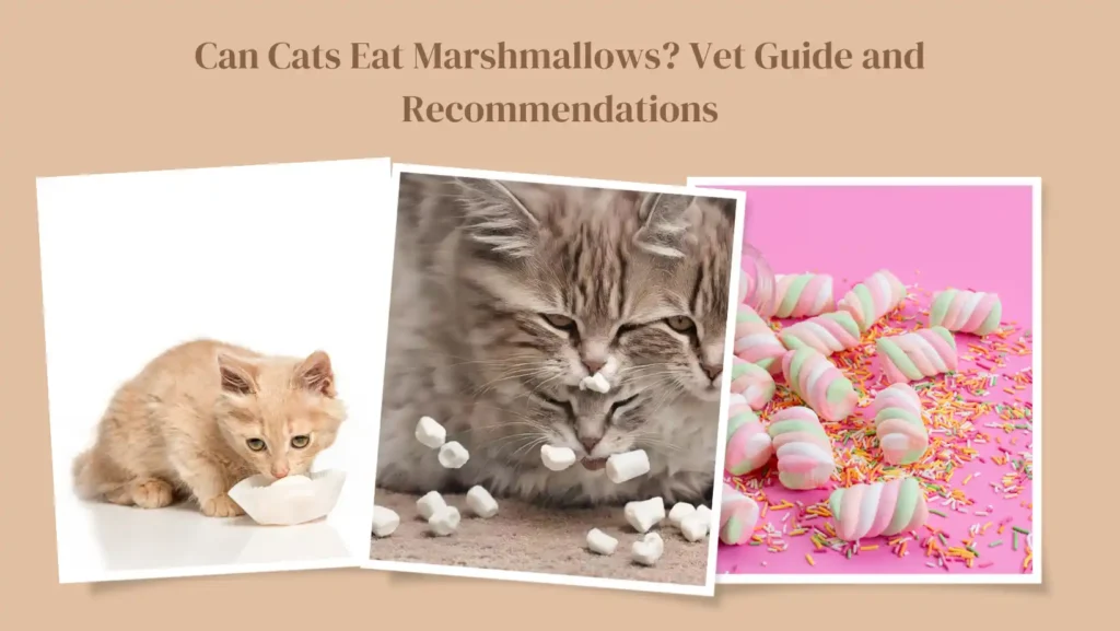 Can Cats Eat Marshmallows?