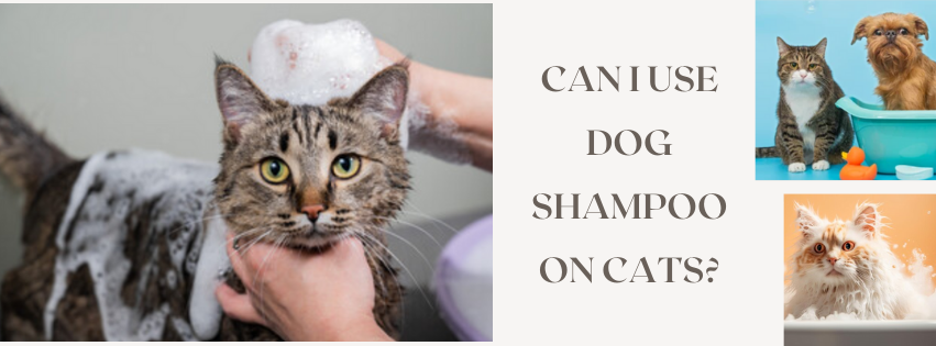 Can I Use Dog Shampoo on Cats?