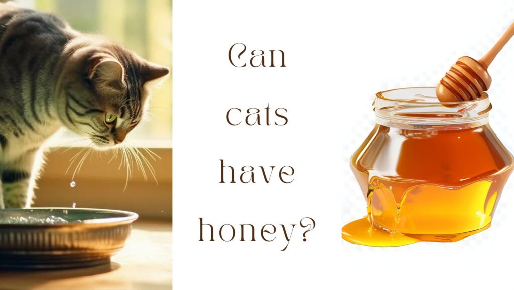 Can Cats Have Honey