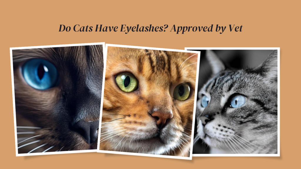 Do Cats Have Eyelashes? Approved by Vet