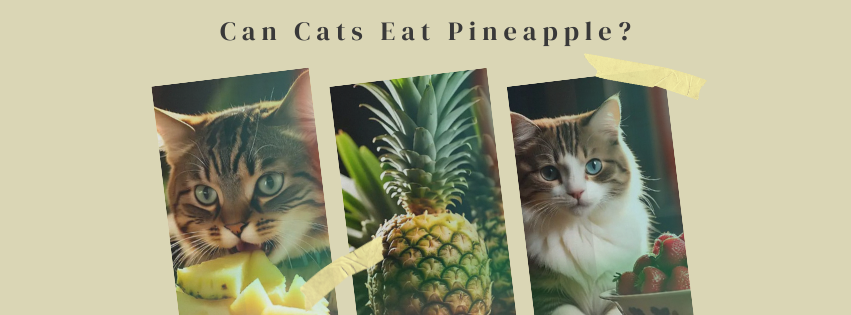 Can Cats Eat Pineapple?