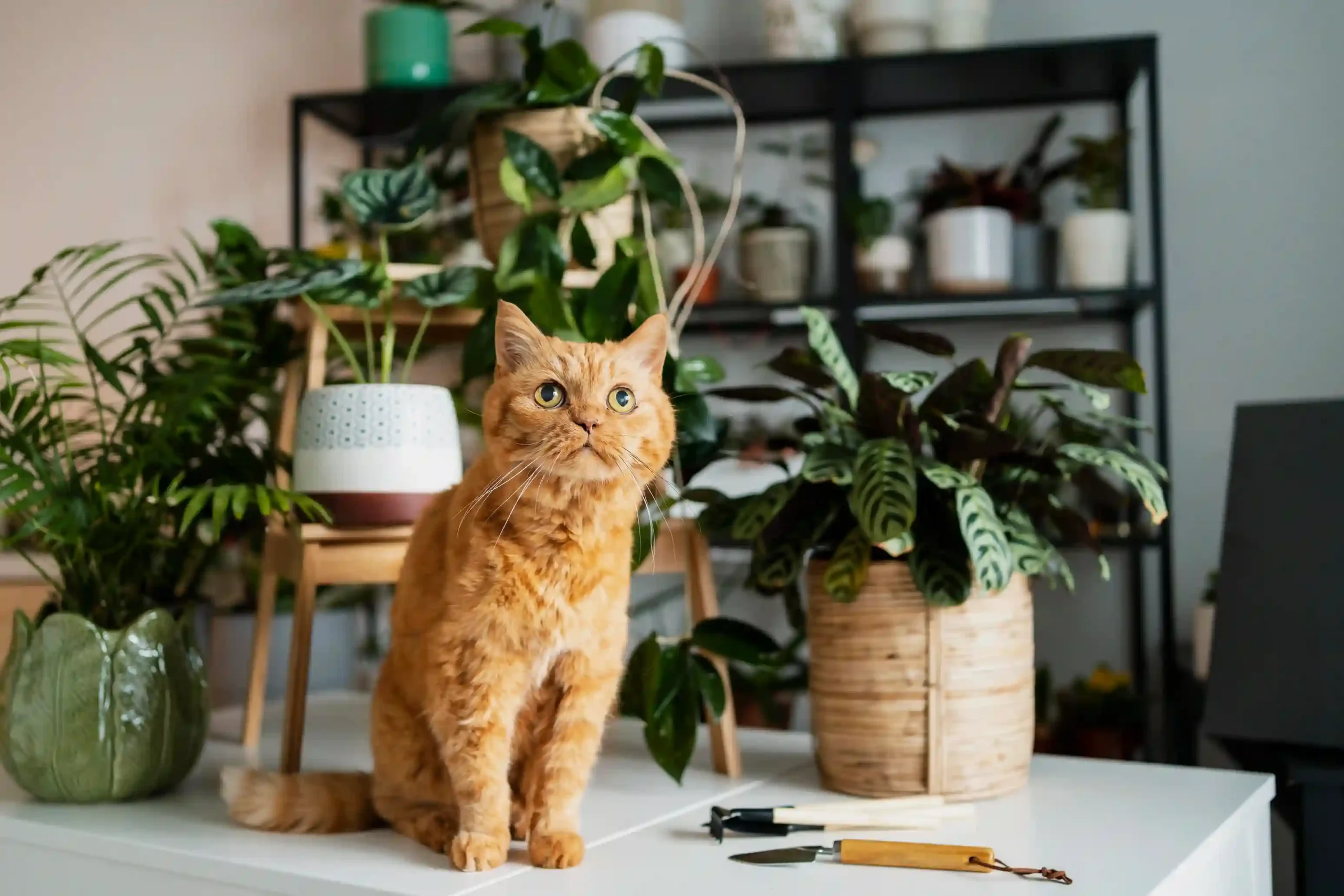 Are Pothos Toxic to Cats?