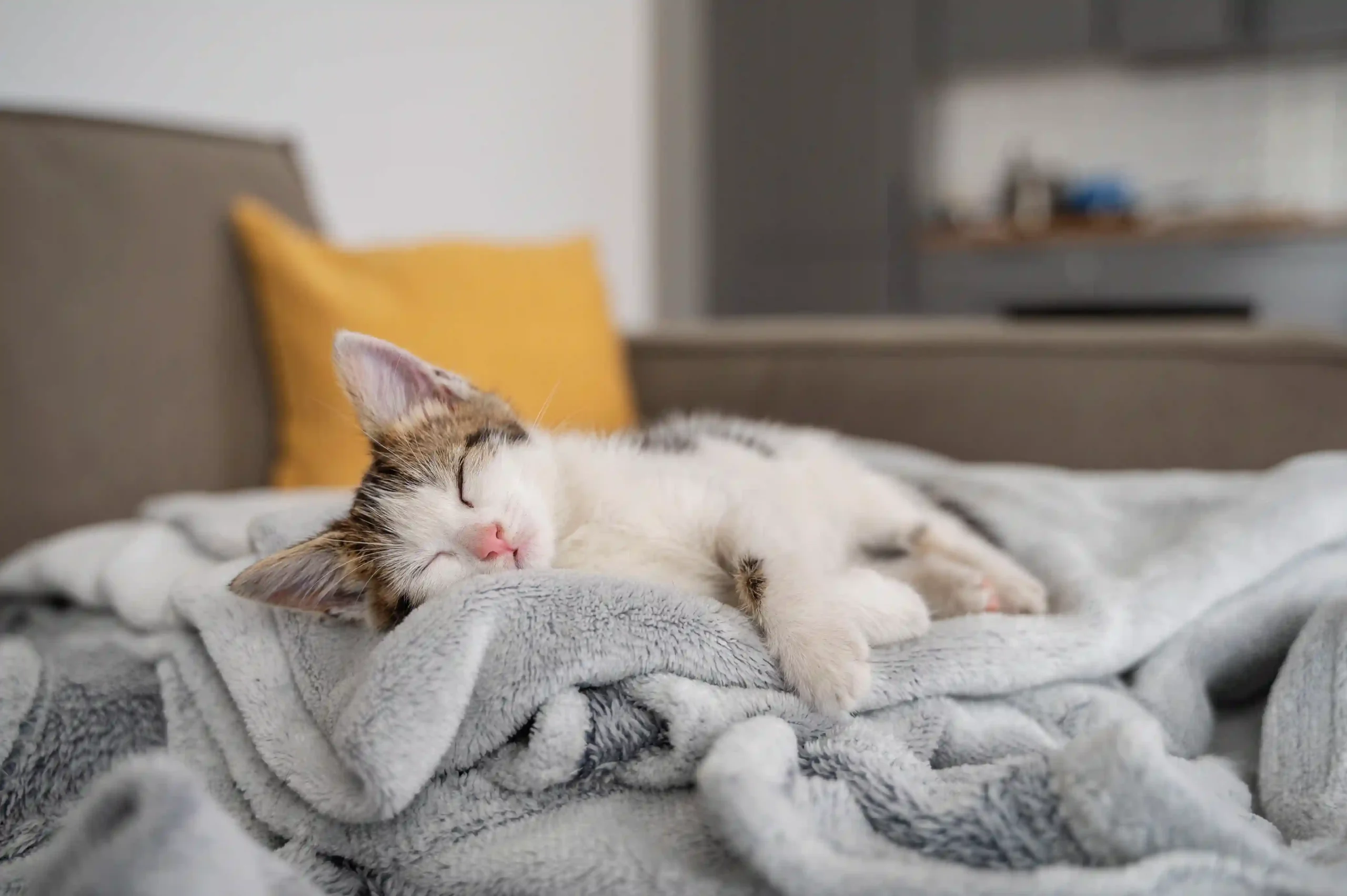 Why Does My Cat Lick My Blanket?