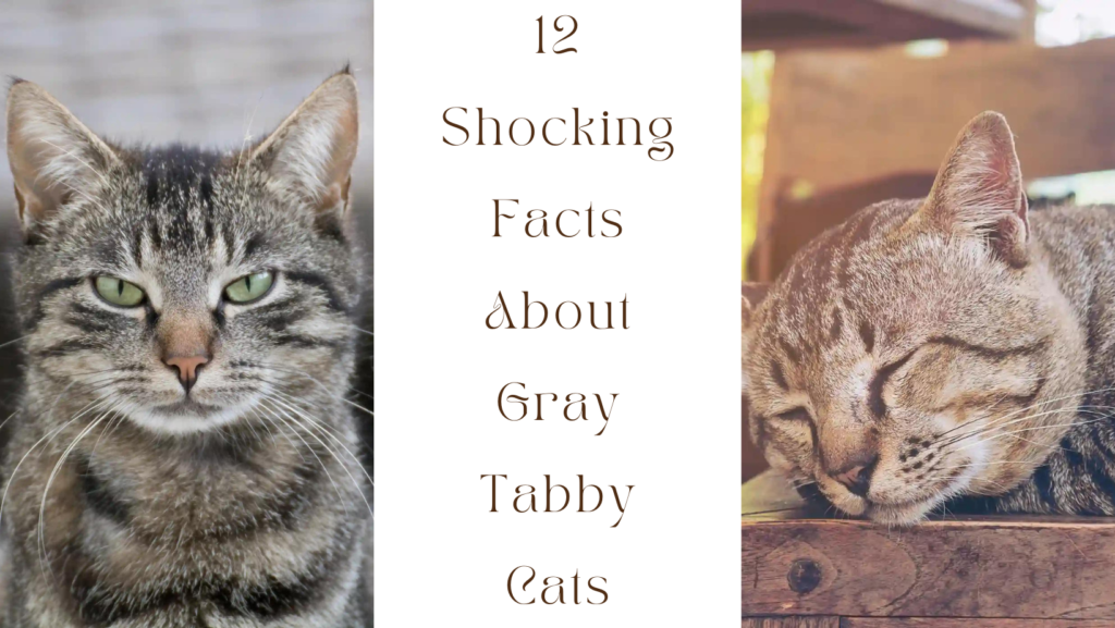 Gray Tabby Cats