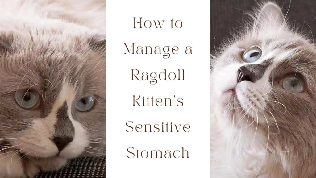 ragdoll kitten has a very sensitive stomach