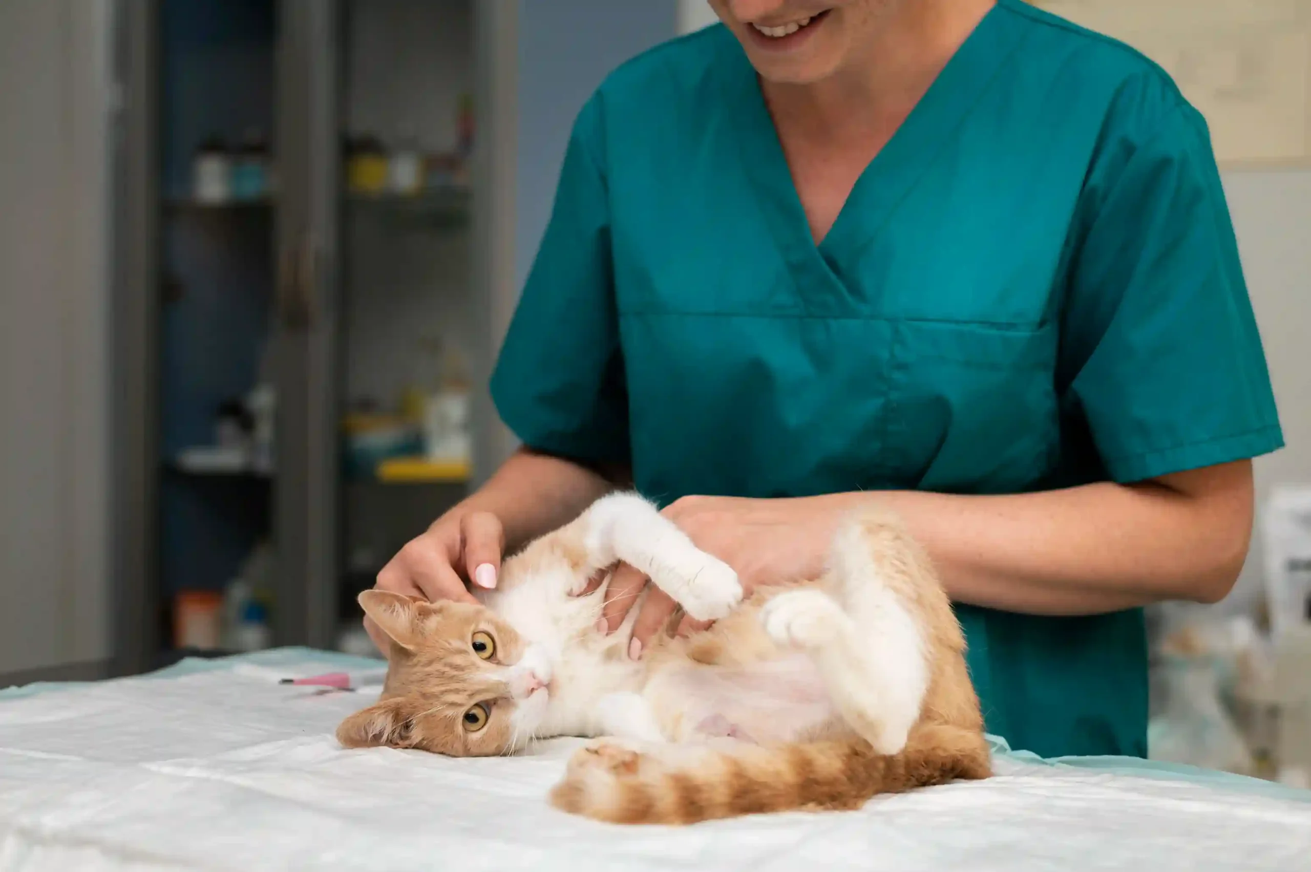 ragdoll kitten has a very sensitive stomach